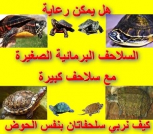 تربية صغار السلاحف مع الكبار وكيف نربي سلحفاتان في حوض واحد