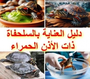 أسرار العناية بالسلحفاة ذات الأذن الحمراء من الألف إلى الياء