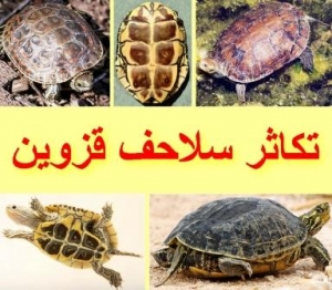 تكاثر سلاحف قزوين والتمييز بين الذكر والأنثى