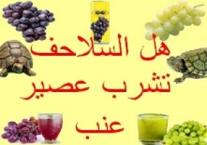 هل يمكن للسلاحف شرب عصير العنب؟ الحقيقة الكاملة وتحذيرات هامة