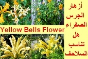 زهر العسل الرأسي: هل تناسب السلاحف؟