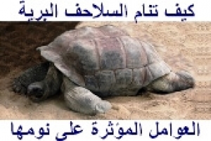 كيف وأين تنام السلاحف البرية | العوامل التي تؤثر على ساعات نومها