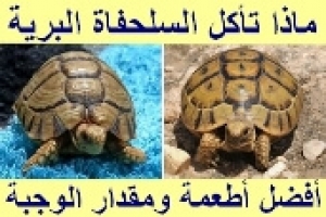 ماذا تأكل السلحفاة البرية: أفضل الأطعمة ومقدار الوجبة