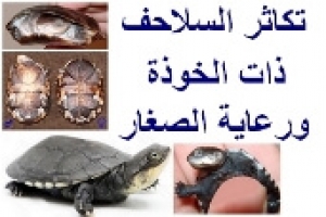 سلاحف أفريقيا ذات الخوذة | دليل شامل للتكاثر ورعاية الصغار بنجاح