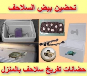 طريقة تحضين بيض السلاحف والعناية به، نماذج حضانات تفريخ سلاحف بالمنزل