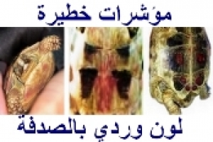 مؤشرات خطيرة: الأحمر والوردي والأرجواني على صدفة السلحفاة 