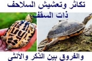 دورة حياة السلاحف الهندية ذات السقف من البيضة إلى الفقس