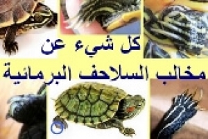 كل شيء عن اظافر(مخالب) السلاحف البرمائية