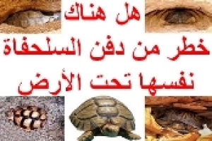 استفسارات عن مخاطر دفن السلحفاة نفسها تحت الأرض