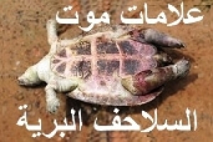 تعرف على علامات موت السلحفاة البرية وطريقة التخلص من الجثة بأمان، وما هو شكل السلحفاة الميتة؟