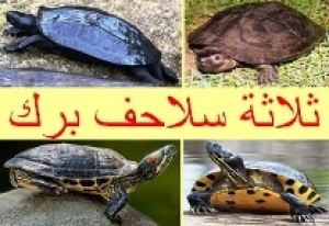 الجزء الثاني من دليلك الشامل لأنواع سلاحف البرك 