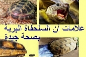 علامات السلحفاة البرية الصحية