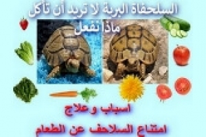 السلحفاة البرية ترفض الطعام | السلحفاة لا تريد أن تأكل | أسباب وعلاج امتناع السلاحف عن الطعام