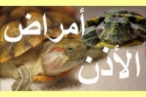 التهاب أو خراج الأذن عند السلاحف يهدد حياتها