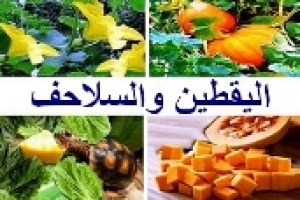 اليقطين والسلاحف | الفوائد والأضرار وطريقة التقديم الآمنة
