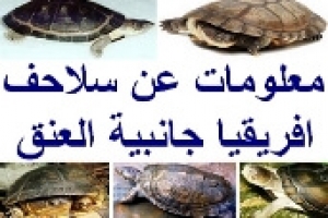 أسرار حياة السلاحف الأفريقية ذات العنق الجانبي: الأنواع والرعاية وطرق التربية