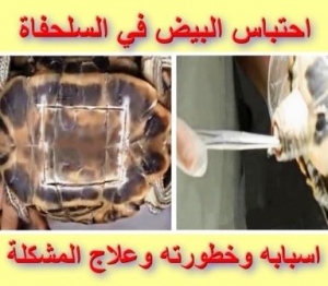 اسباب وعلاج احتباس البيض في السلحفاة