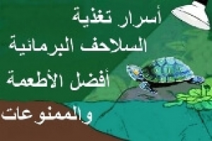 أسرار تغذية السلاحف البرمائية: أفضل الأطعمة والممنوعات