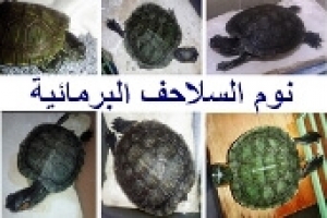 كيف تنام السلحفاة البرمائية | العوامل التي تؤثر على ساعات نوم السلحفاة