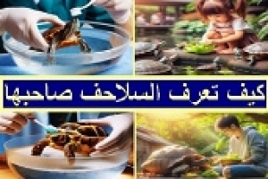 كيف تتعرف السلاحف على صاحبها