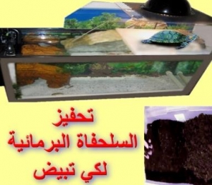 تحفيز السلحفاة البرمائية لكي تبيض