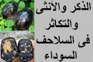 تكاثر سلاحف المستنقعات السوداء 