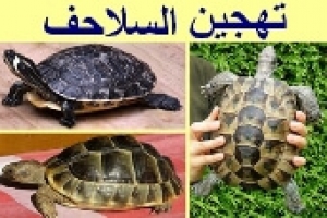 جدل تهجين السلاحف: بين التنوع ومخاطر العبث بالطبيعة