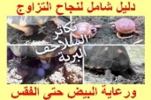 تكاثر السلاحف البرية: دليل شامل لنجاح التزاوج ورعاية البيض حتى الفقس