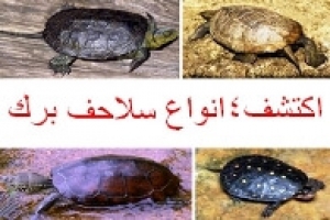 دليل موجز لـ 4 أنواع من سلاحف البرك: للتعرف عليها لرعايتها المثلى