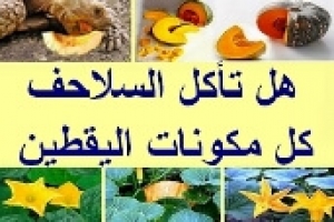 هل تأكل السلاحف كل مكونات اليقطين 