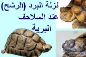 نزلة البرد عند السلاحف البرية | سيلان الأنف (الرشح) عند السلحفاة 