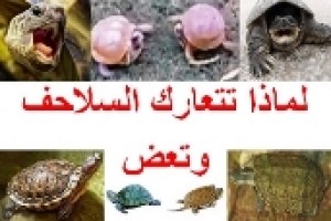 لماذا تتعارك السلاحف وتعض وكيف نمنع ذلك