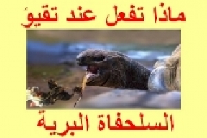 ماذا تفعل عند تقيؤ السلحفاة البرية