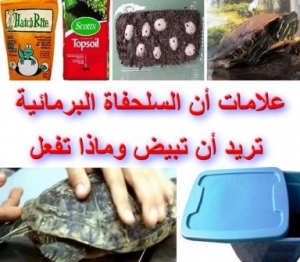 علامات تدل أن السلحفاة البرمائية تريد أن تبيض