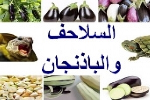 هل تأكل السلاحف الباذنجان؟ الفوائد والأضرار المتوقعة عندما تأكله السلحفاة  