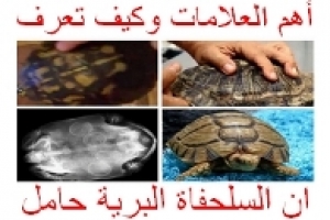 كيف تعرف أن السلحفاة البرية حامل؟ أهم العلامات وما يجب فعله