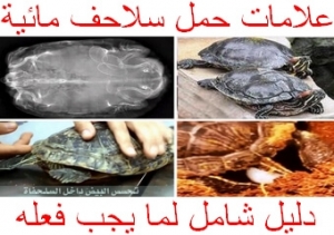 علامات حمل السلاحف البرمائية: دليل شامل لما يجب عليك فعله