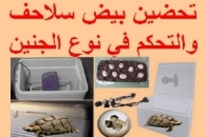 كيف تصنع حاضنة لبيض السلاحف بنفسك وتتحكم في جنس الجنين؟ دليل عملي شامل