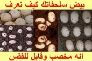 بيض السلحفاة: كيف تعرف أنه مخصب وقابل للفقس؟ الدليل الكامل للمربين