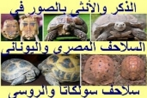 تحديد الذكر والأنثى بالصور في السلاحف المصري واليوناني وسولكاتا والروسي