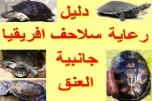 دليل رعاية السلاحف الافريقية جانبية العنق