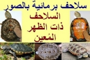 أنواع السلاحف البرمائية بالصور (السلاحف ذات الظهر المعين)