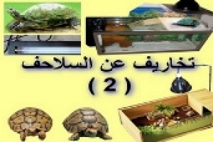 تخاريف عن السلاحف – الجزء الثاني