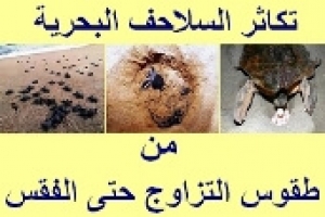 التكاثر في السلاحف البحرية: من طقوس التزاوج حتى فقس البيض