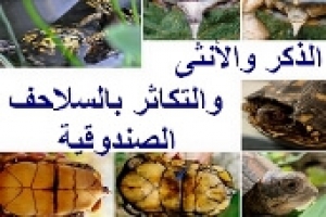 تكاثر السلاحف الصندوقية | الفرق بين الذكر والأنثى بالتفصيل