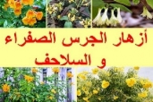 أزهار الجرس الصفراء والسلاحف