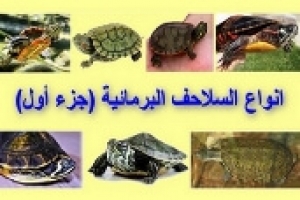 أنواع السلاحف البرمائية بالصور - الجزء الأول