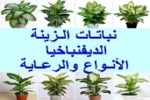 نبات الزينة دفنباخية 