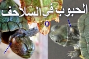 دليل علاج الحبوب والبثور التي تصيب جلد السلاحف 