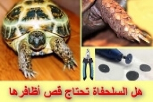 هل قص اظافر السلحفاة البرية ضروري